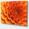 Designart - Large Orange Flower and Petals - Floral Canvas Art Print